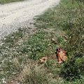 "Izvinite, ispalo vam je pečeno prase" Srbi se utrkuju ko će prvi do "besplatanog ručka", a evo gde se nalazi