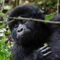 Mladunče gorile spaseno iz aviona spremno za povratak u Nigeriju