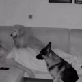 Momak prvi put prespavao kod devojke, evo šta su radili njeni psi celu noć: "Zašto je ovaj muškarac tu?"