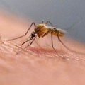 SZO: Od malarije u 2024. umrlo više od 600.000 ljudi, uglavnom dece