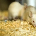 Laboratorijske životinje u Srbiji: 'I dalje su nezamenljive za eksperimente'