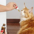 Veterinari upozoravaju: Ne lečite kućne ljubimce na društvenim mrežama