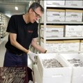 Rekordna količina vikinškog blaga pronađena u Danskoj