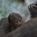 Životinje: Gorila, za koju se verovalo da je mužjak, iznenadila zaposlene u zoološkom vrtu kad je dobila mladunče