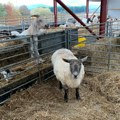 Velika Britanija i životinje: Najusamljenija ovca pronašla novi dom