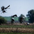 Ptičiji grip stigao na Balkan, šta treba da znate