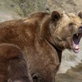Medved napao policajce i usmrtio jednog čoveka: Izdato upozorenje za stanovnike