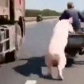 Svinja pobegla iz prikolice na spektakularan način: Snimak postao hit na mrežama, ljudi gledaju i krste se
