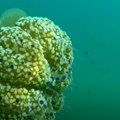 Najezda morskih stvorenja ugrožava letovanje u Grčkoj Turisti prijavljuju sve češće susrete, ako ipak dođe do dodira siptomi…