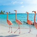 Ružičasti flamingosi: kako priroda stvara svoje „supermodele“