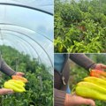 Paprike pune pesticida preplavile tržište, ali ovaj povrtar iz Čačka radi potpuno drugačije „Što bih dao deci, to nudim i…