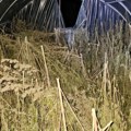 Policija zaplenila oko 200 kilograma marihuane kod Loznice: Uhapšen muškarac
