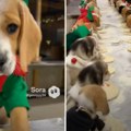 Možda je AI, ali mi slađi video skoro nismo videli: Štenci postali pomagači Deda Mraza i topimo se od slatkoće