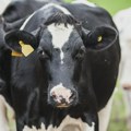 Veterinarski institut „Kraljevo“ imenovan za svetsku referentnu laboratoriju za kvrgavu kožu krava