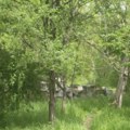 RZS: Ukupna prošlogodišnja šteta u šumama Srbije veća od 140.000 kubika, 30 odsto štete delo čoveka