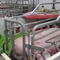 10 minuta: Šumadija pod nadzorom zbog afričke kuge svinja