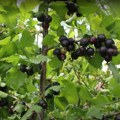 Hibridno voće zdravije od borovnice i brusnice, lako se uzgaja i veoma je traženo na tržištu