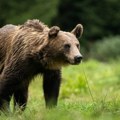 Opština u Severnoj Makedoniji traži uvođenje kriznog stanja zbog povećanog broja medveda