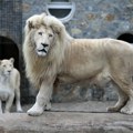 Preskočio ogradu i ušao u kavez da napravi selfi sa lavom: Čuvar ga upozorio, ali nije uspeo da spreči tragediju
