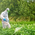 Dečak popio tečnost za prskanje malina i preminuo: Kakve pesticide koristimo i kome su dostpuni? VIDEO