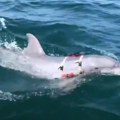 Delfini brane Crnomorsku flotu Rusi obučavaju sisare, udvostručen njihov broj na ulazu u Sevastopolj