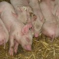 Više od 125 svinja na farmi u Zavodu Male Pčelice eutanizovano zbog svinjske kuge, BOLEST ZAUSTAVLJENA