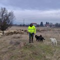 Miloš počeo sa stadom od 10 ovaca: Uz životinje nema praznika i odmora (foto) Foto Galerija