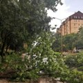 Tragedija izbegnuta za dlaku: Nevreme oborilo ogromno stablo na ulicu u centru Podgorice
