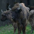 Tajfun i Tatrenka "grme" Fruškom gorom: Dva nova bizona u Nacionalnom parku