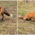 Lisice ušle u dvorište, pa se igrale, skakale na trambolini! Neverovatan snimak iz Samobora oduševio ljude! (video)