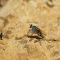 Opasni insekti u Srbiji: Bubice aktivne noću, prenose ozbiljne bolesti FOTO