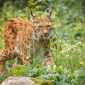 Strogo zaštićen predator snimljen na Goliji. Kamera uhvatila jednu od najređih divljih mačaka Srbije, evo koliko ih zapravo ima…