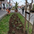 JKP „Mediana“ uređuje Niš: Sadnja lala i narcisa na gradskim trgovima, čišćenje i uređenje parkova širom grada