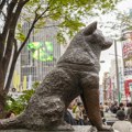 Hačiko: Najverniji pas na svetu puni 100 godina