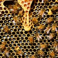 U subotu Međunarodni sajam pčelarstva u Somboru