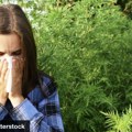 Najmoćniji alergen se razgoropadio: 5 stvari koje morate da znate o ambroziji koja nam ne da mira