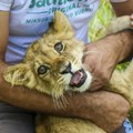 Uginula Lavica Kiki Posle 15 dana borbe iz Zoo vrta stigle tužne vesti