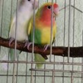 Makedonska uprava carina zaplenila 47 papagaja od državljanina Srbije