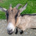Italijansko ostrvo ima višak koza - nudi ih na poklon