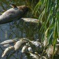 Masovni pomor ribe u meksičkoj državi Čivava zbog dugotrajne suše