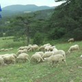 Horor kakav se ne pamti: Čopor krvoločnih pasa lutalica upao na imanje kod Novog Pazara, zveri zaklale 49 ovaca a 18 ih…