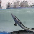 Poboljšava se biodiverzitet vodenih vrsta u slivu reke Jangce