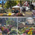 (Video)(foto) u Subotici prava cvetna bašta u srcu grada Na platou Plave fontane „Garden flor" doneo najlepše jesenje boje