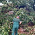 Breg bez vode zbog udara groma: Nevreme u Vršcu ponovo lomilo granje, čupalo drveće…