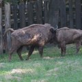 Na Frušku goru stigli bizon Tajfun i bizonka Tatrenka