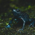 Nestale "magične galaktičke" žabe - brojni fotografi uništavali njihova staništa