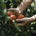 Trik za sadnju paradajza i kod kuće - možete ga držati i na terasi