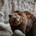 Navala medveda u naseljena područja, napravili štetu lovcima u Sarajevu