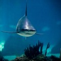 “Cocaine sharks”: Istraživanje o ajkulama koje su možda pod uticajem droge koju krijumčari bacaju kod Floride