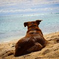 Potukli se zbog psa na plaži u Hrvatskoj, rezultat - slomljen nožni prst i napuknut ručni zglob